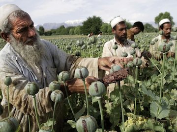کشت خشخاش در افغانستان