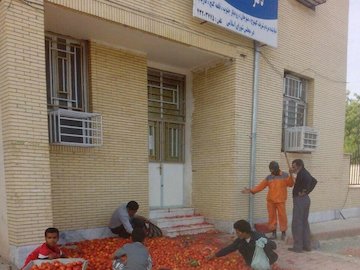 گوجه کاران کرمان