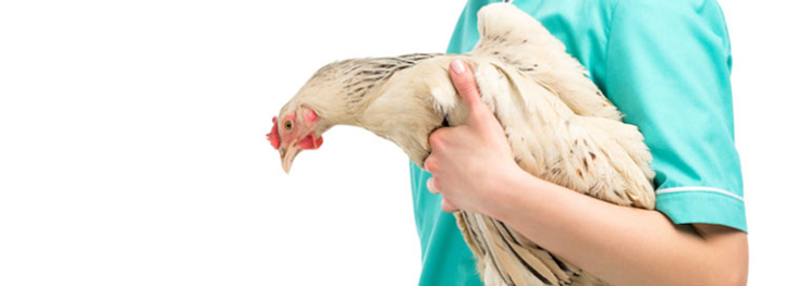 ​​​​مرغ در چند ماهگی تخم می‌گذارد؟  تورنگ طلایی