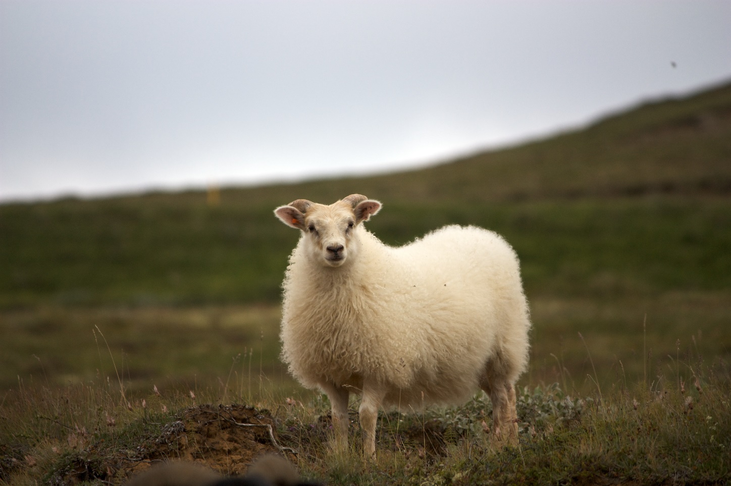 قیمت گوسفند زنده روز