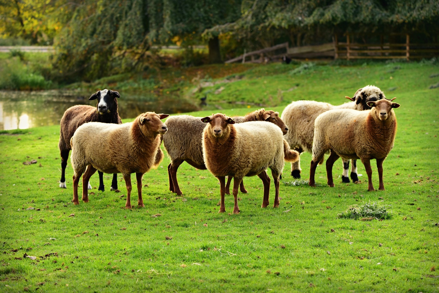 قیمت گوسفند زنده روز
