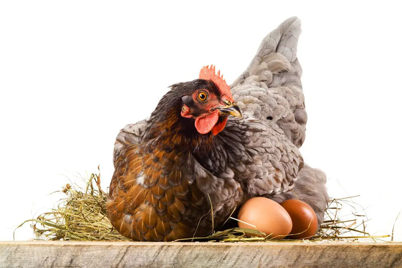 ​​​​مرغ در چند ماهگی تخم می‌گذارد؟  تورنگ طلایی