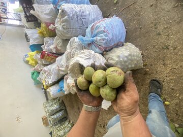 فروش گردوی اعلا امامزاده کوه – همدان