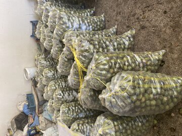 فروش گردوی اعلا امامزاده کوه – همدان