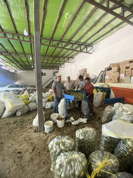 فروش گردوی اعلا امامزاده کوه – همدان