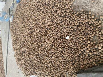 فروش گردوی اعلا امامزاده کوه – همدان