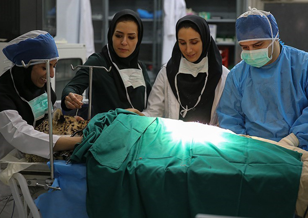 عمل جراحی پلنگ زخمی خرم‌آباد
