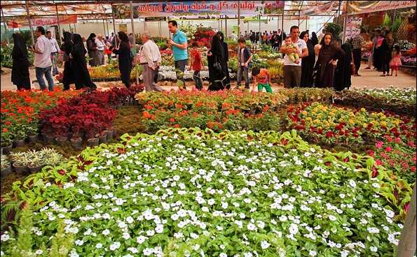 جشنواره گل و گیاه با حضور تولید کنندگان در شهرستان محلات استان مرکزی در حال برگزاری است.