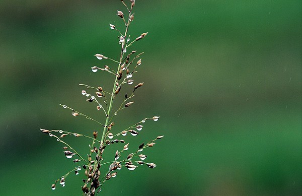 باران پاییزی