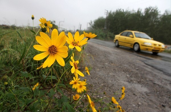 باران پاییزی