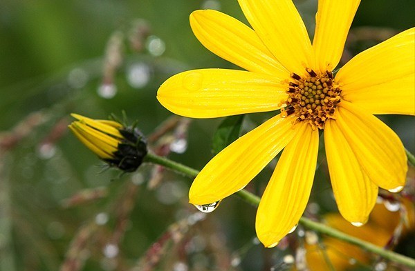 باران پاییزی