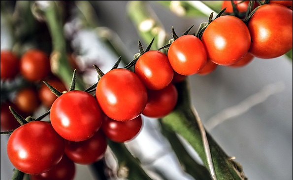گلخانه پرورش گوجه گیلاسی در قم.
