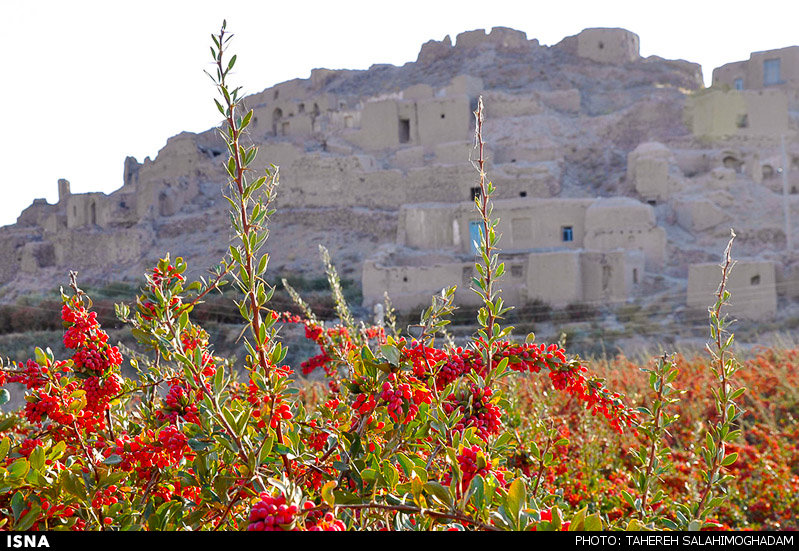برداشت زرشک در بیرجند