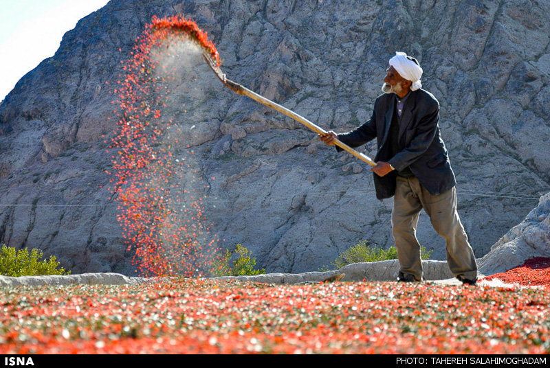 برداشت زرشک در بیرجند
