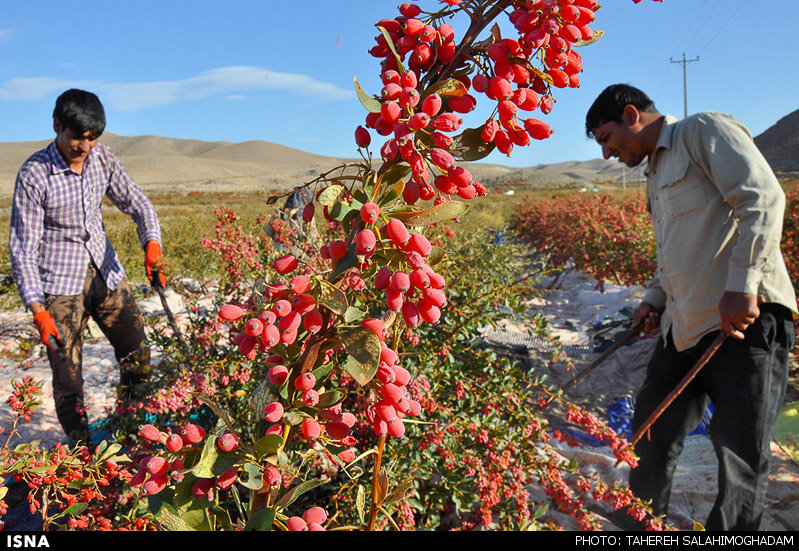 برداشت زرشک در بیرجند