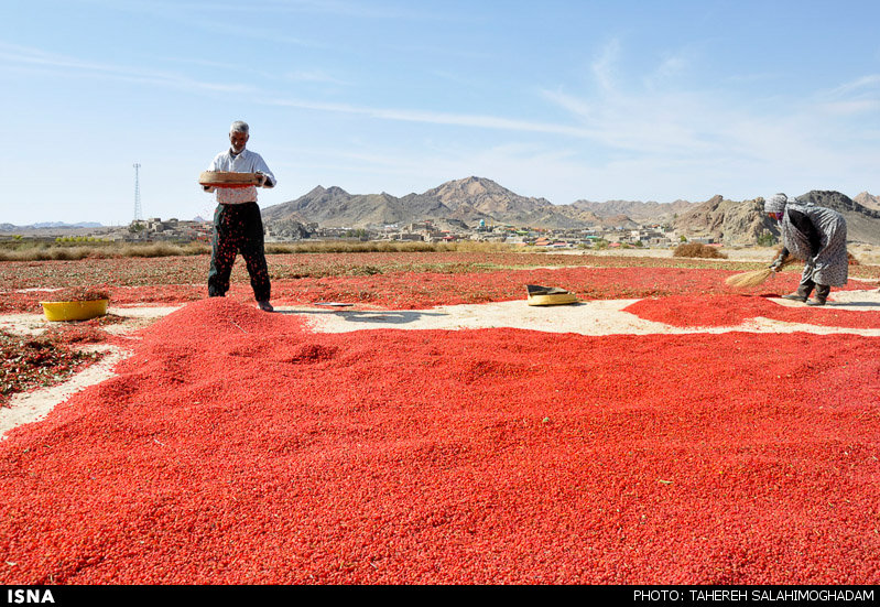 برداشت زرشک در بیرجند