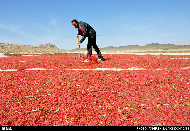 برداشت زرشک در بیرجند