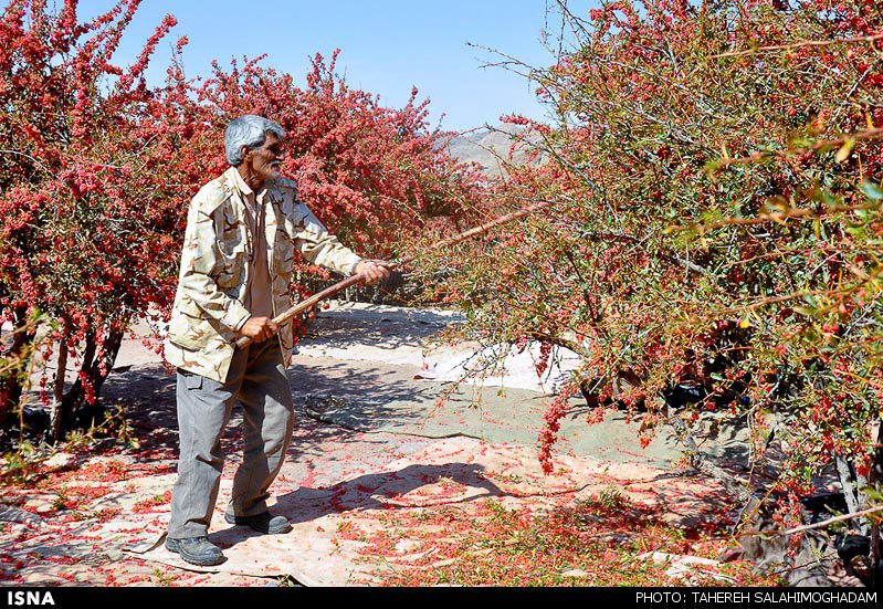 برداشت زرشک در بیرجند
