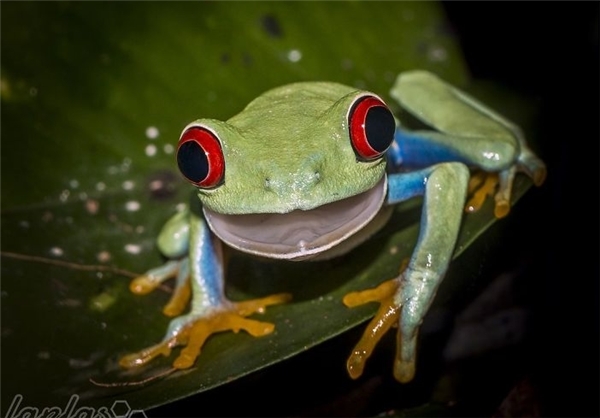 حیوانات