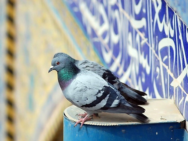 کربلای معلی
