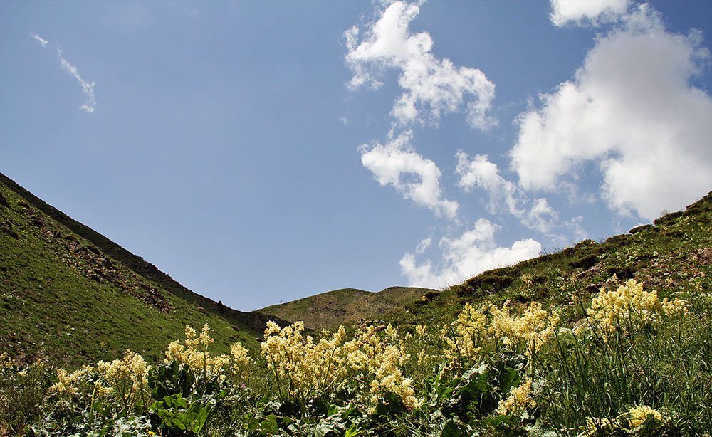 چیدن ریواس