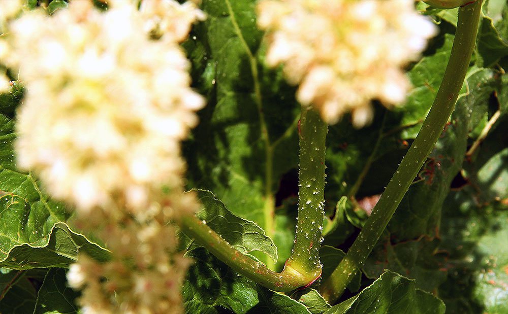 چیدن ریواس