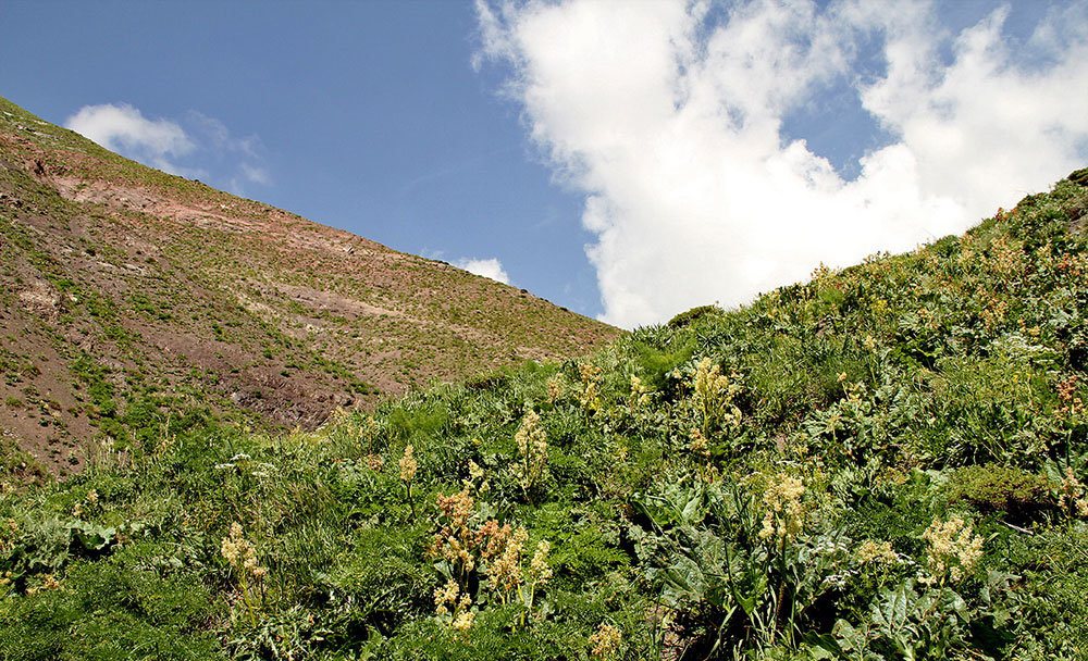 چیدن ریواس