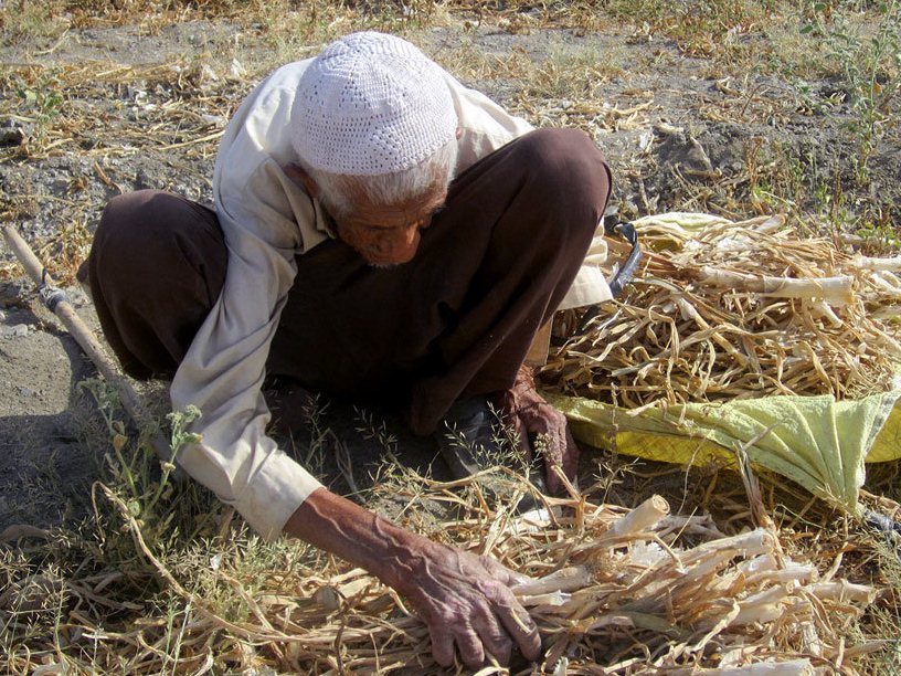 کار و تلاش پیرمرد ۹۰ ساله