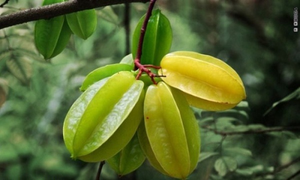 میوه های متفاوت و عجیب!