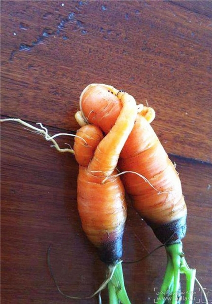 میوه های بامزه