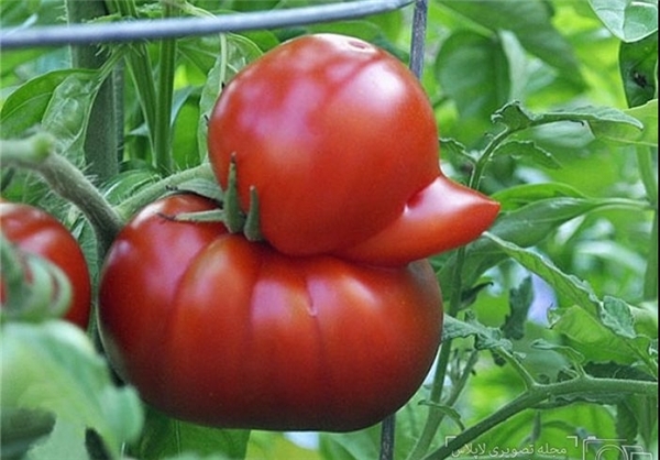 میوه های بامزه