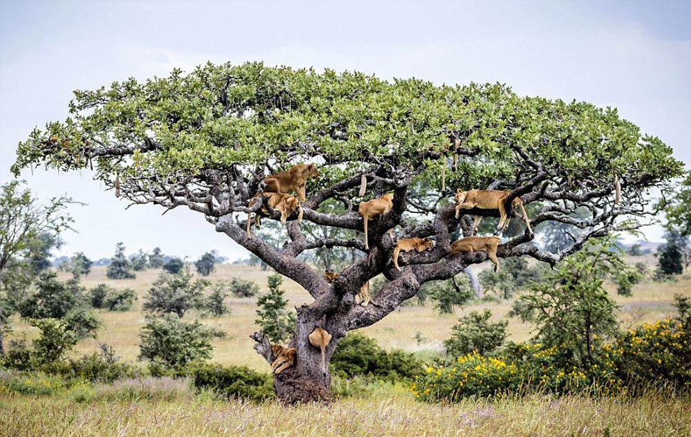 شیرها بالای درخت