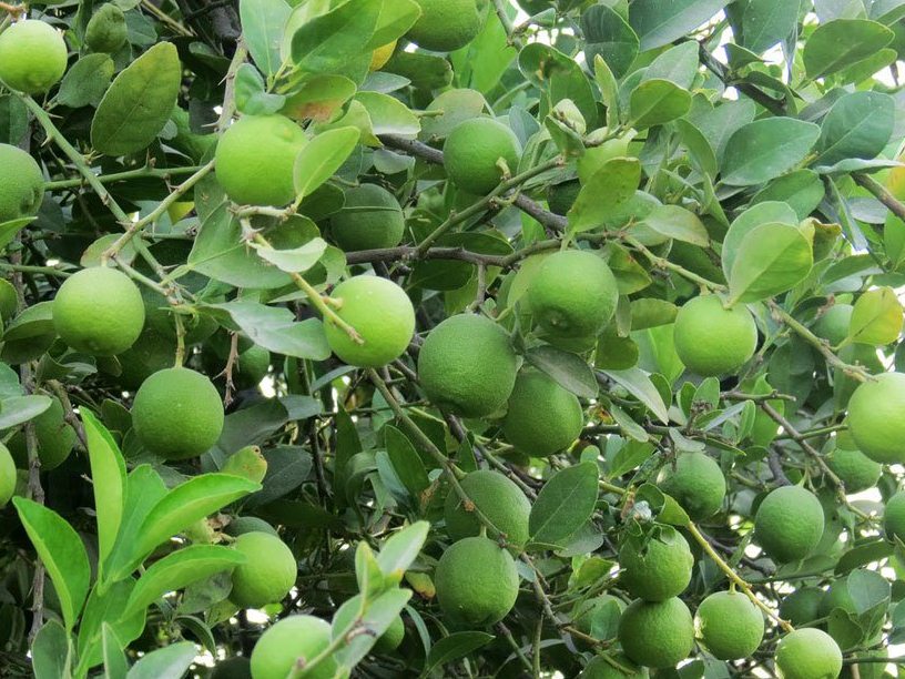 برداشت لیمو