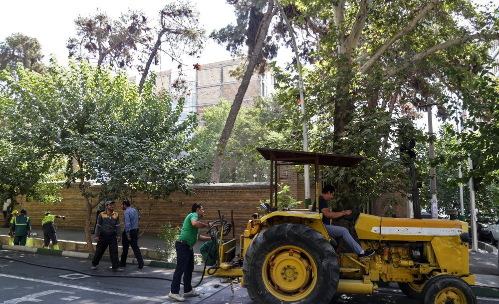احیای درختان چنار کهن سال خیابان فلسطین