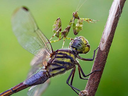عجیب و دیدنی از دنیای حیوانات