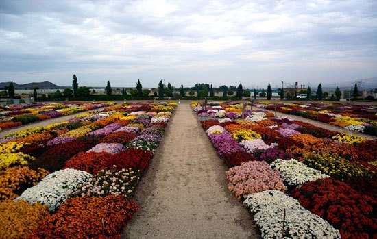 جشنواره گل های داوودی