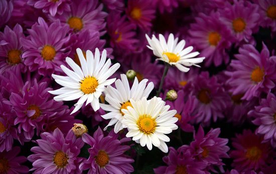 جشنواره گل های داوودی
