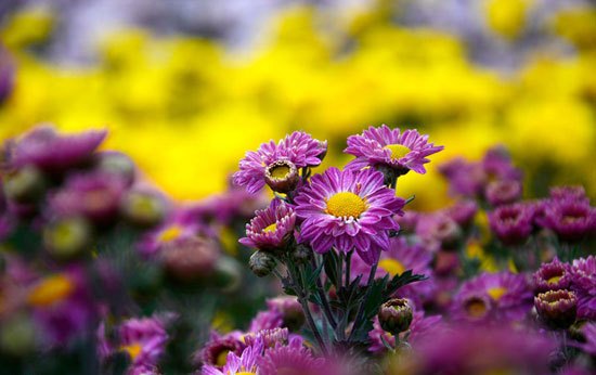 جشنواره گل های داوودی