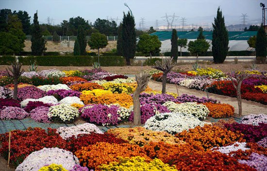 جشنواره گل های داوودی
