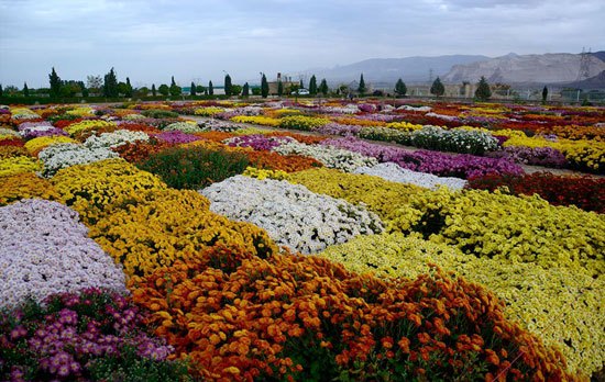 جشنواره گل های داوودی