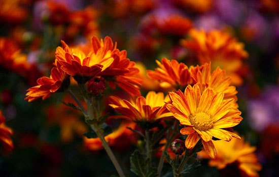 جشنواره گل های داوودی