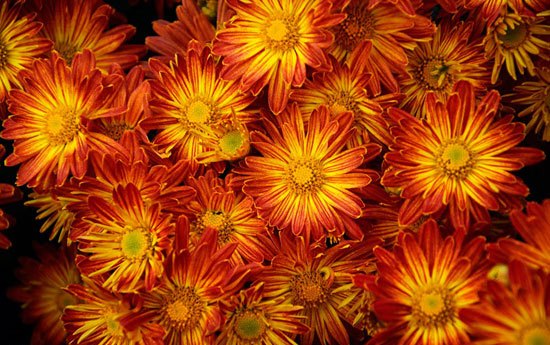 جشنواره گل های داوودی