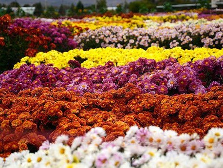 جشنواره گل های داوودی