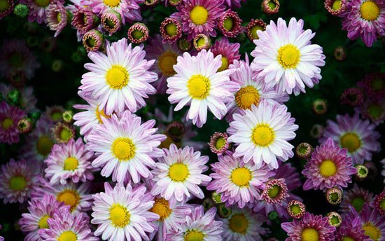 جشنواره گل های داوودی