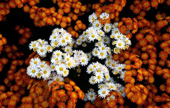 جشنواره گل های داوودی