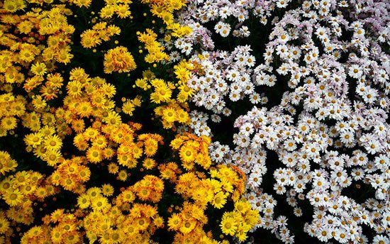 جشنواره گل های داوودی