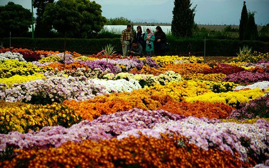 جشنواره گل های داوودی