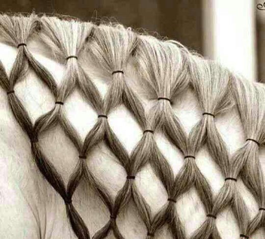 زیباترین اسب های جهان