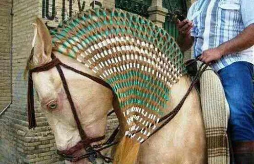 زیباترین اسب های جهان