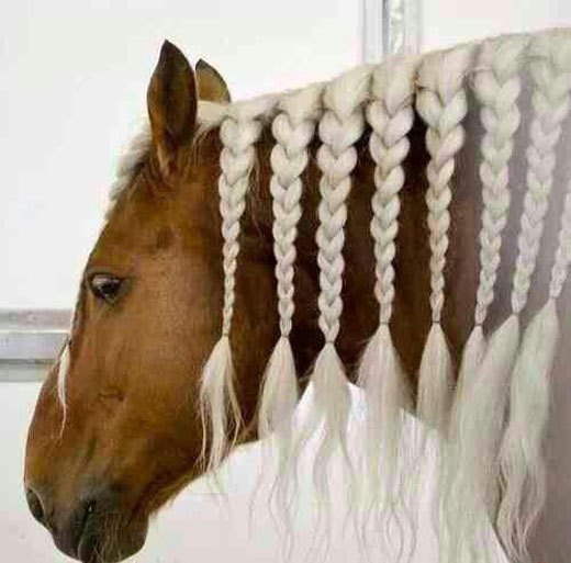 زیباترین اسب های جهان